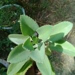 Bryophyllum laetivirens 葉