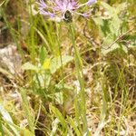 Centaurea graminifolia Habitus