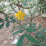 Senna sophera फूल