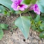 Mirabilis multiflora Ліст