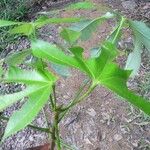 Sterculia kayae 葉