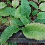 Dipsacus pilosus Blad