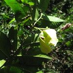 Mkilua fragrans Flower
