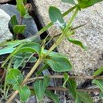 Catharanthus coriaceus Листок