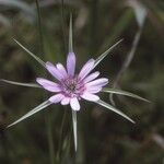 Geropogon hybridus Çiçek