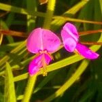 Desmodium illinoense Flower