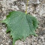 Tilia mongolica Leaf