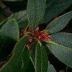 Rhododendron campanulatum Folha