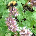 Agastache urticifolia Habit