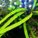 Hygrophila corymbosa List