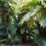 Areca vestiaria Habit