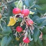 Rosa rugosa Fruit