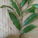 Chrysophyllum argenteum Leaf