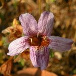 Strobilanthopsis linifolia Flower
