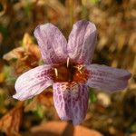 Strobilanthopsis linifolia Floro