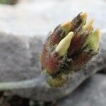 Oxytropis campestris Natur