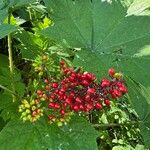 Oplopanax horridus Fruto