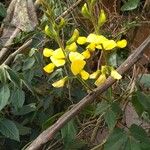 Vigna luteola Alia