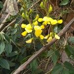 Vigna luteola अन्य