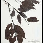 Abuta panurensis Leaf