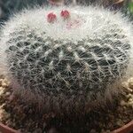 Mammillaria hahniana Hàbitat