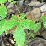 Agrimonia rostellata Leaf