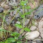 Veronica beccabunga Flower