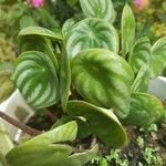 Peperomia argyreia Лист