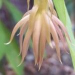 Epiphyllum oxypetalum Flower