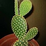 Opuntia microdasys Лист