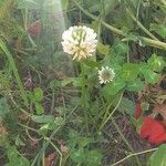 Trifolium repens Blomma