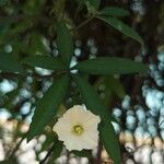 Merremia quinquefolia Flower