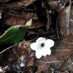 Chimaphila maculata 花