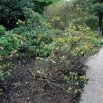 Rhododendron haematodes Habitus