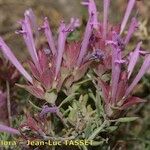 Thymus longiflorus Fula
