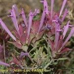 Thymus longiflorus Flower