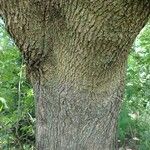 Acer × bornmuelleri Rhisgl