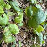 Asarum caudatum ᱥᱟᱠᱟᱢ