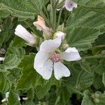 Althaea officinalis Цвят