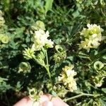 Medicago falcataFlower