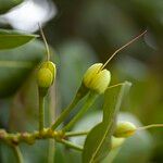 Barringtonia asiatica Плод