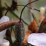Rhododendron pubescens Fruto