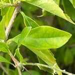 Duranta erecta Blad