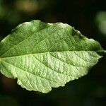 Dombeya punctata Blatt