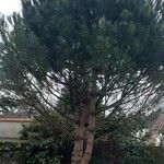 Pinus pinea Folha