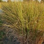 Ammophila arenaria Levél