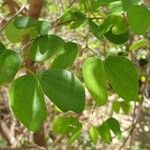 Bauhinia tomentosa Folha