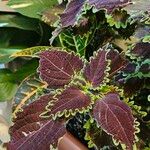 Coleus decurrens 叶