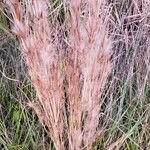 Andropogon bicornis Fruit