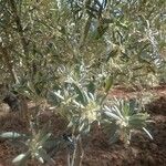 Olea europaeaBlatt